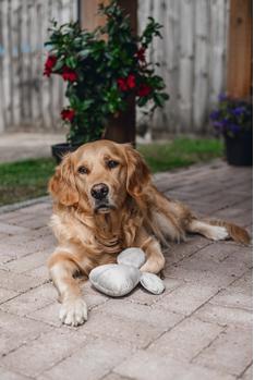 Designed by Lotte Fløyelsmus Hundeleke,  Grå - 20cm (51-619051)