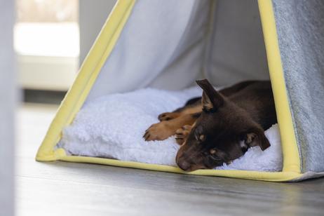 Tipitelt til Valp, Grå - 85cm (51-707242)