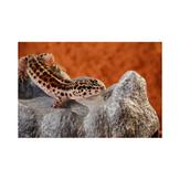 ExoTerra Steingrotte (18-222.2650-1500032608)