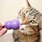 Kong Kitty (18-788.0150)