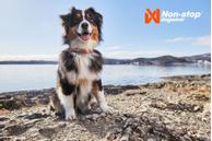 Non-stop Cruise Halsbånd - Orange (44-1503)