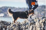 Non-stop Cruise Halsbånd - Orange (44-1503)