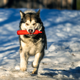 TPR Flytende Treningsdummy - 27cm (56-P1515)