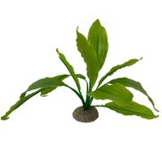 Febo Akvariedekorasjon Echinodorus Plante - 24cm