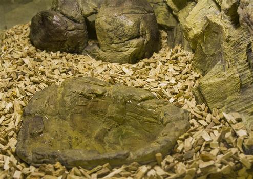 Akudim Basseng til Reptil (59-15325-1500080264)