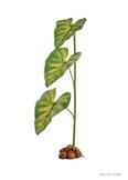 ExoTerra Dripping Plant med Pumpe - L (59-HPT2492)