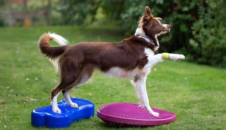 FitPAWS Balanseskive,  Rosa (112-279890)