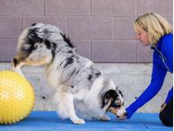 FitPAWS TRAX Peanøtt - 40cm (112-279968)