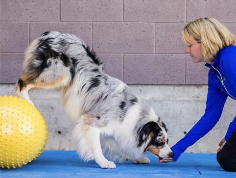 FitPAWS TRAX Peanøtt - 40cm (112-279968)