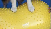 FitPAWS TRAX Peanøtt - 40cm (112-279968)