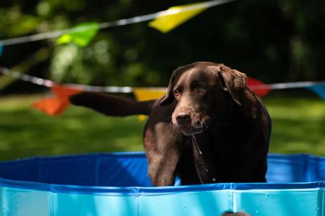 Splatter Pool Hundebasseng (14-520348-1500069635)