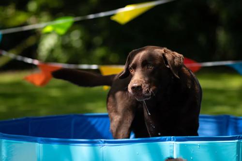 Splatter Pool Hundebasseng (14-520349)