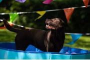 Splatter Pool Hundebasseng (14-520350)