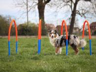Agility Hoopers Sett (56-A20)