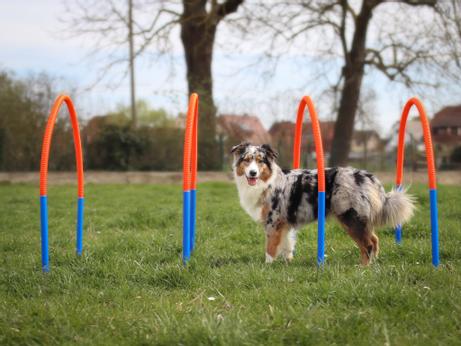 Agility Hoopers Sett (56-A20)