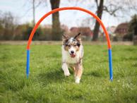 Agility Hoopers Sett (56-A20)