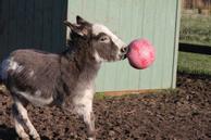 Jolly Ball til Hest, Rosa - 25cm (128-JOLL008AB)