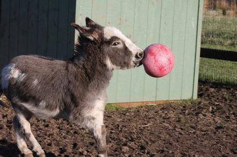 Jolly Ball til Hest, Rosa - 25cm (128-JOLL008AB)