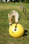 Holland Animal Care Maximus Power Play Ball til Hest  (128-MAXI5065-15000685649)