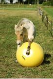 Maximus Power Play Ball til Hest  (128-MAXI5100)