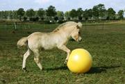 Holland Animal Care Maximus Power Play Ball til Hest  (128-MAXI5065-15000685649)