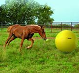 Holland Animal Care Maximus Power Play Ball til Hest  (128-MAXI5065-15000685649)