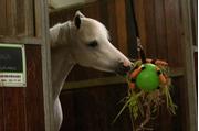 Holland Animal Care Maximus Fun Play Ball til Hest, Gul - 19cm (128-MAXI5304)