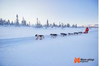 Non-stop Nansen Nome 5.0 Trekksele  (44-2122-1500065956)