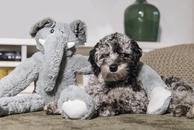 James Elefant Kosedyr til Hund, Grå - XL (51-619432)