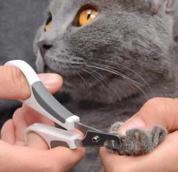 Catit Sett med Børster til Korthåret Katt (59-H40000W)