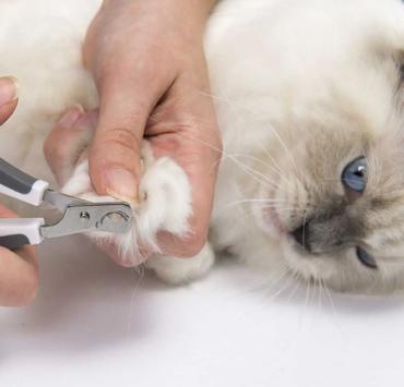 Catit Sett med Børster til Langhåret Katt (59-H40010W)