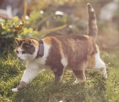 Tractive GPS Mini til Katt - Mørk Blå (TRCAT5DB)