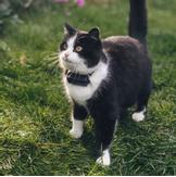 Tractive GPS Mini til Katt - Mørk Blå (TRCAT5DB)