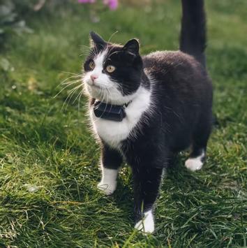 Tractive GPS Mini til Katt - Mørk Blå (TRCAT5DB)