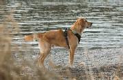 Tractive GPS XL til Hund - Grønn (TRDOG4XLGR)