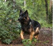 Tractive GPS XL til Hund - Grønn (TRDOG4XLGR)