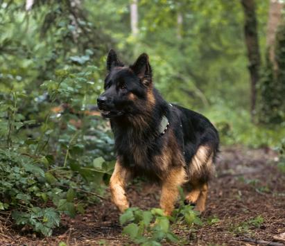 Tractive GPS XL til Hund - Grønn (TRDOG4XLGR)