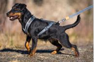 Seleverkstedet Trekreg Hundesele (123-140-001-1500070054)