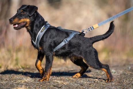 Seleverkstedet Trekreg Hundesele (123-140-001-1500070054)