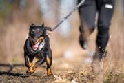 Seleverkstedet Trekreg Hundesele (123-140-001)