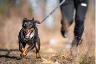 Seleverkstedet Trekreg Hundesele (123-140-001-1500070054)