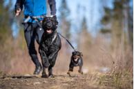 Seleverkstedet Trekreg Hundesele (123-140-001-1500070054)