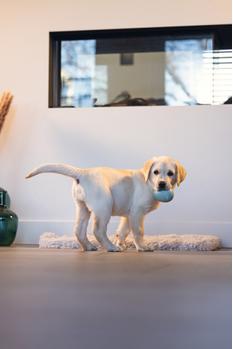 Godbitball til Hund  (626750)