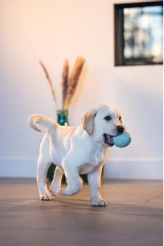 Godbitball til Hund  (626750)