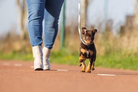Sett med Halsbånd og Kobbel til Valp - Blå (51-746921)