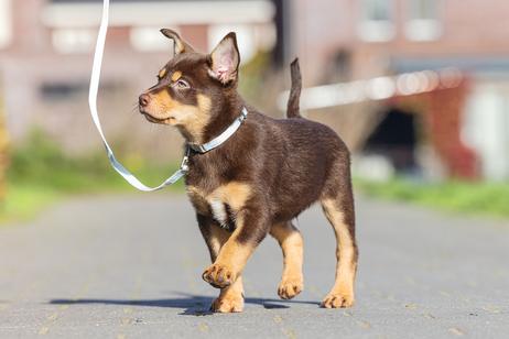 Sett med Halsbånd og Kobbel til Valp - Blå (51-746921)