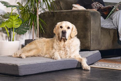 Zira Memory Foam Hundemadrass - Grå (51-707302)