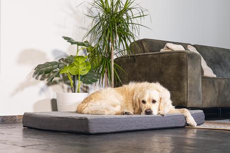 Zira Memory Foam Hundemadrass - Grå (51-707300-1500019562)