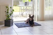 Dirty Dog Dørmatte, Grå - 88cm (796213)