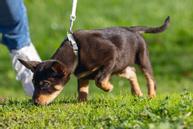 Sett med Halsbånd og Kobbel til Valp - Gul (51-746920)